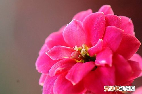 图 长寿花怎么养?长寿花的养殖方法和注意事项(长寿花花的养殖方法和注意事项 盆栽)