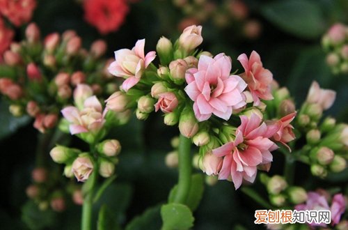 图 长寿花怎么养?长寿花的养殖方法和注意事项(长寿花花的养殖方法和注意事项 盆栽)