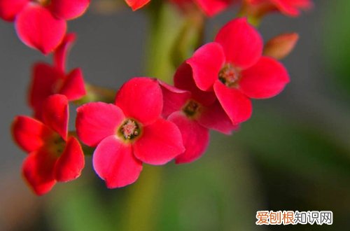 图 长寿花怎么养?长寿花的养殖方法和注意事项(长寿花花的养殖方法和注意事项 盆栽)