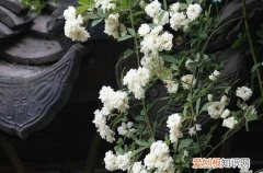 什么植物适合楼顶种植用来遮阴隔热 适合种在屋顶上的植物？大夏天能经得起大太阳的植物有