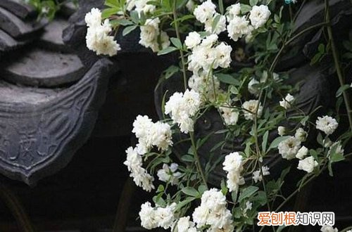 什么植物适合楼顶种植用来遮阴隔热 适合种在屋顶上的植物？大夏天能经得起大太阳的植物有哪种
