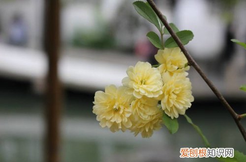 什么植物适合楼顶种植用来遮阴隔热 适合种在屋顶上的植物？大夏天能经得起大太阳的植物有哪种