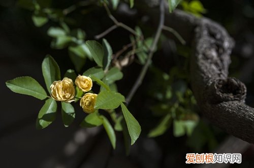 什么植物适合楼顶种植用来遮阴隔热 适合种在屋顶上的植物？大夏天能经得起大太阳的植物有哪种