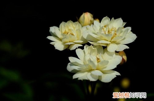 什么植物适合楼顶种植用来遮阴隔热 适合种在屋顶上的植物？大夏天能经得起大太阳的植物有哪种