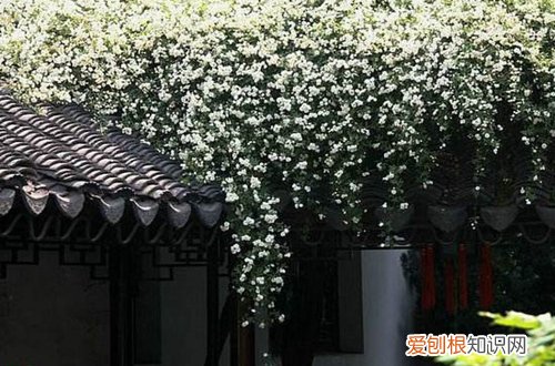 什么植物适合楼顶种植用来遮阴隔热 适合种在屋顶上的植物？大夏天能经得起大太阳的植物有哪种