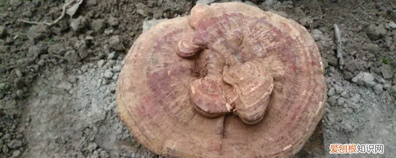 灵芝养殖用什么土 灵芝种植技术，用什么土养