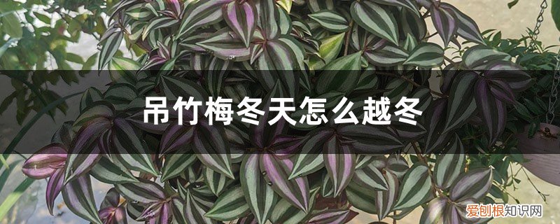 吊竹梅浇水注意事项 吊竹梅冬天怎么越冬,多久浇一次水