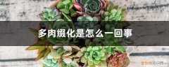 多肉怎么会缀化 多肉缀化是怎么一回事，怎么养成缀化