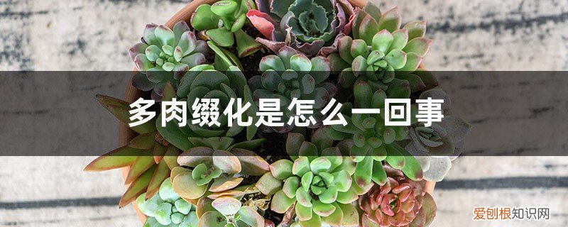 多肉怎么会缀化 多肉缀化是怎么一回事，怎么养成缀化