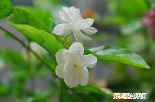 图 夏季要养什么花好 哪些花夏季比较好养活