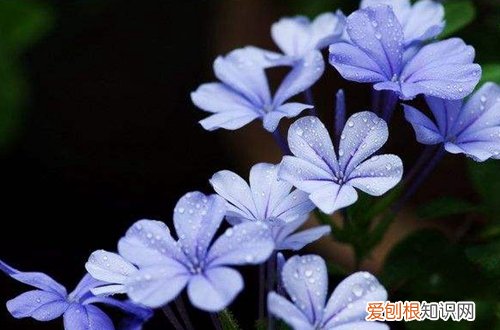 图 夏季要养什么花好 哪些花夏季比较好养活