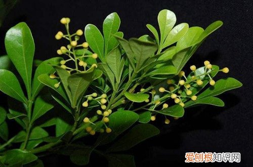图 夏季要养什么花好 哪些花夏季比较好养活