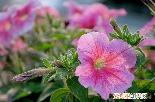 图 夏季要养什么花好 哪些花夏季比较好养活