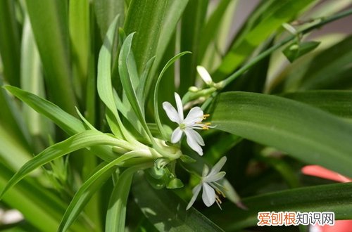 图 夏季要养什么花好 哪些花夏季比较好养活