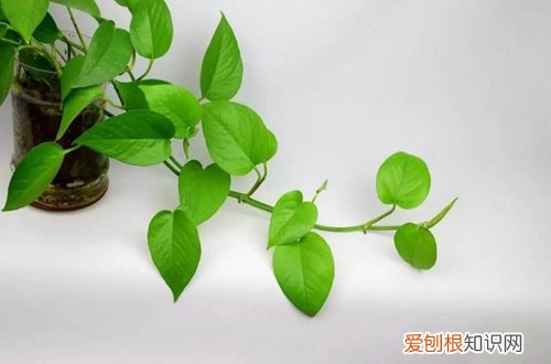 图 夏季要养什么花好 哪些花夏季比较好养活
