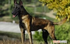 田野小猎犬寿命多长 田野小猎犬寿命