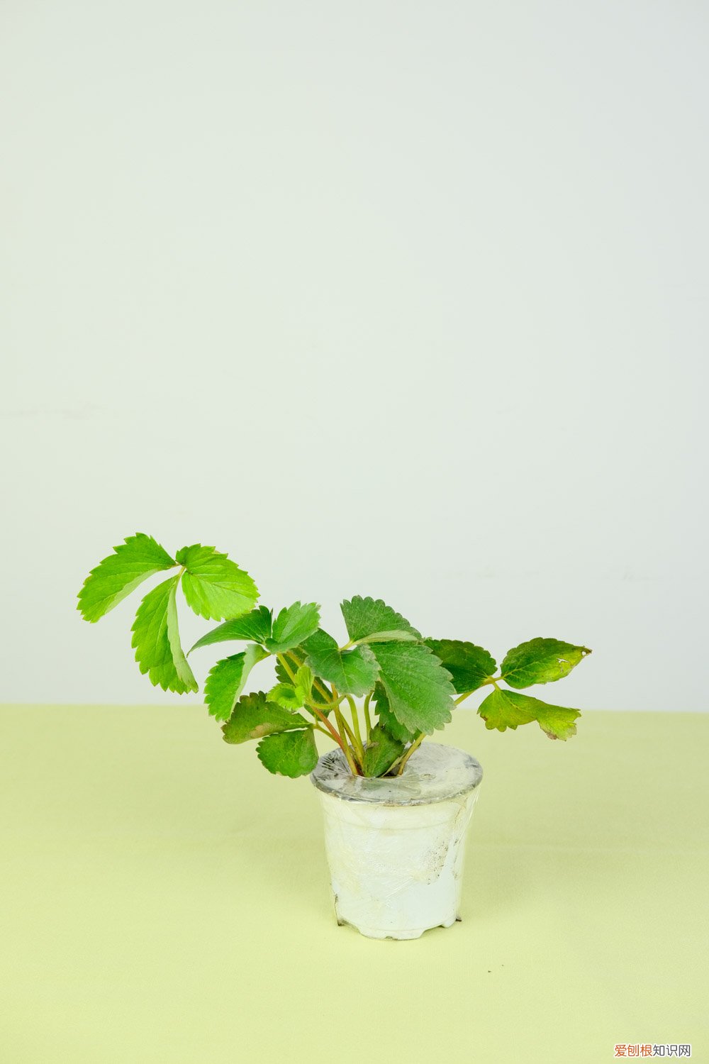 草莓种子如何催芽种植 草莓种子怎么催芽，怎么育苗