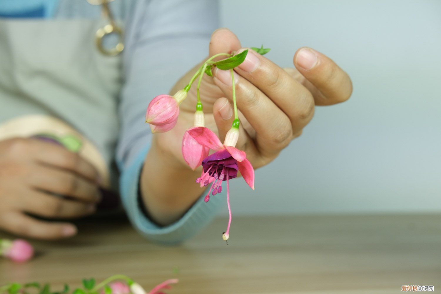 倒挂金钟不长花苞怎么办 倒挂金钟冬天怎么维护，掉花苞怎么回事