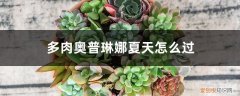 大奥普琳娜多肉 多肉奥普琳娜夏天怎么过