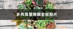 奥林普娜多肉老桩 多肉奥普琳娜老桩图片，怎么变老桩