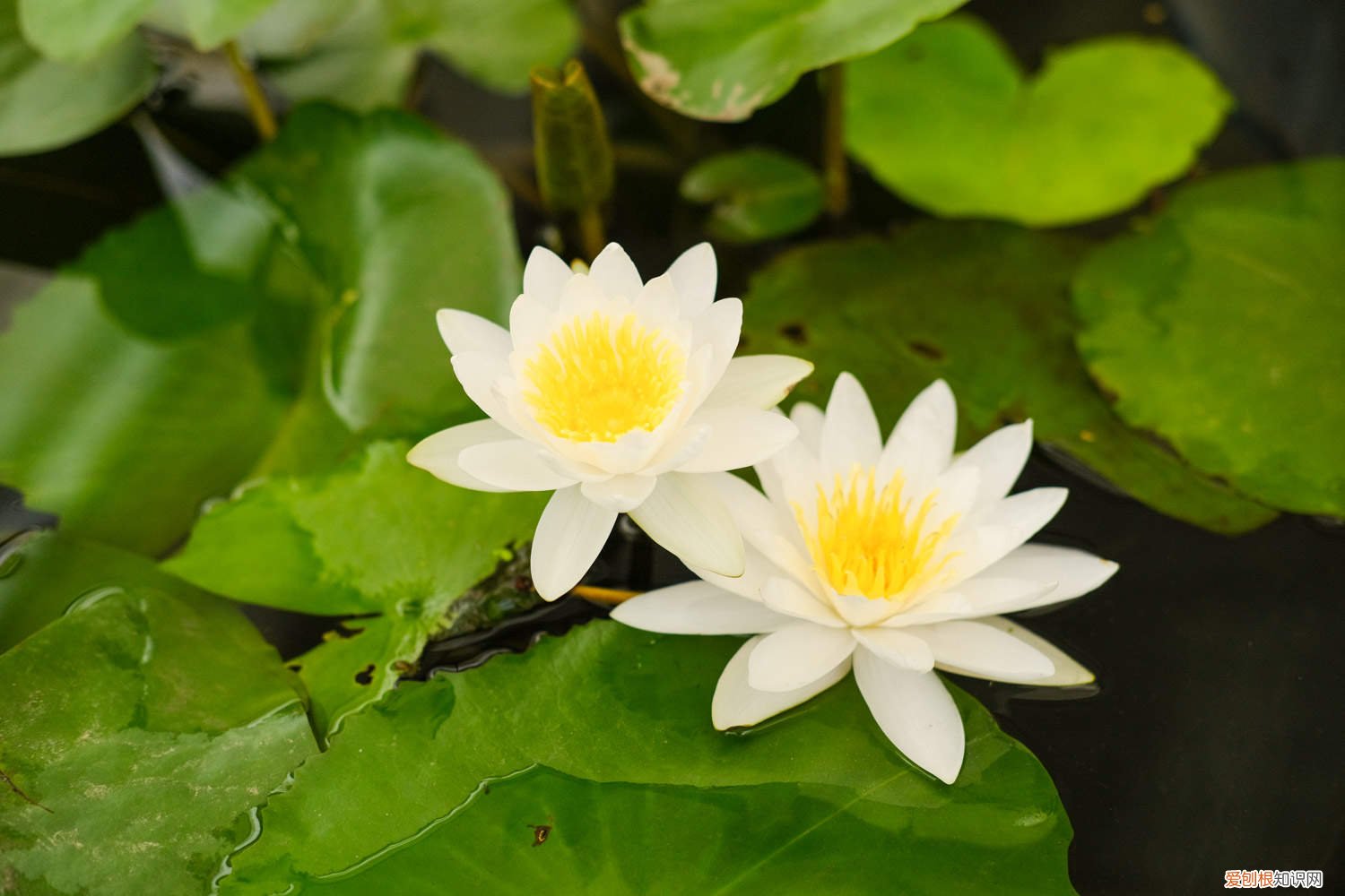 睡莲开花开多久 怎么让睡莲开花，一天什么时候开花