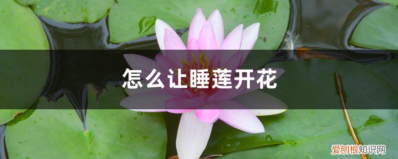 睡莲开花开多久 怎么让睡莲开花，一天什么时候开花