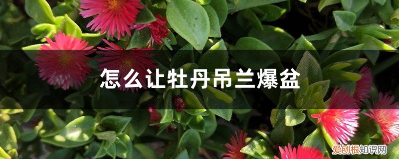牡丹吊兰怎样扦插 怎么让牡丹吊兰爆盆，怎么扦插