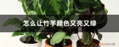 绿美丽竹芋怎么养 怎么让竹芋颜色又亮又绿，如何养爆盆