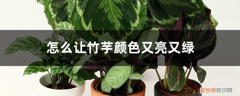 绿美丽竹芋怎么养 怎么让竹芋颜色又亮又绿，如何养爆盆