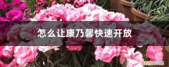 康乃馨开花的时候可以喷水吗 怎么让康乃馨快速开放，有花苞能喷水吗