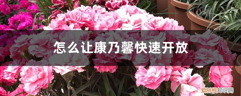 康乃馨开花的时候可以喷水吗 怎么让康乃馨快速开放，有花苞能喷水吗
