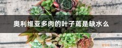 奥利维亚多肉怎么养护 奥利维亚多肉的叶子蔫是缺水么