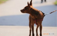 迷你杜宾犬和小鹿犬是一个品种吗 迷你杜宾犬与小鹿犬是一个品种吗