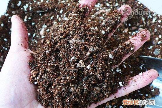 图 栀子花用什么土种最好 栀子花怎样配制营养土