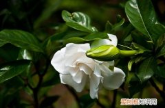 图 栀子花用什么土种最好 栀子花怎样配制营养土