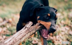 小鹿犬怎么看纯不纯种 小鹿犬怎么看纯不纯