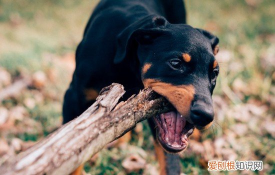 小鹿犬怎么看纯不纯种 小鹿犬怎么看纯不纯