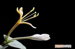 图 盆栽金银花用什么土 金银花盆栽土壤配比方法