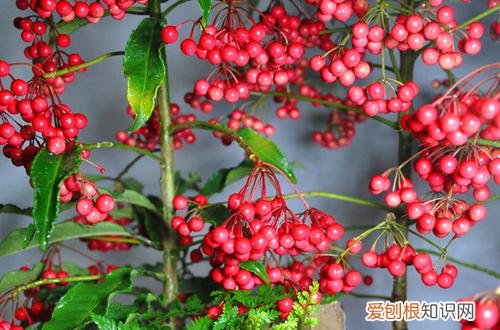 图 腰缠万贯花夏天怎么养 有哪些注意事项