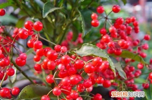 图 腰缠万贯花夏天怎么养 有哪些注意事项