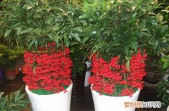图 腰缠万贯花夏天怎么养 有哪些注意事项