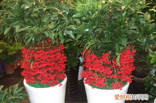 图 腰缠万贯花夏天怎么养 有哪些注意事项