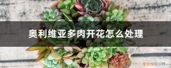 奥利维亚多肉的养殖方法和注意事项 奥利维亚多肉开花怎么处理