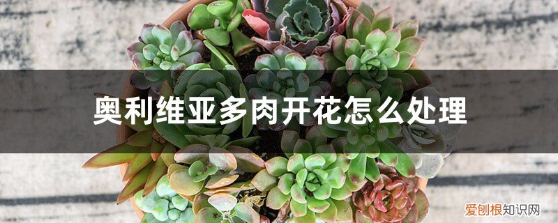 奥利维亚多肉的养殖方法和注意事项 奥利维亚多肉开花怎么处理