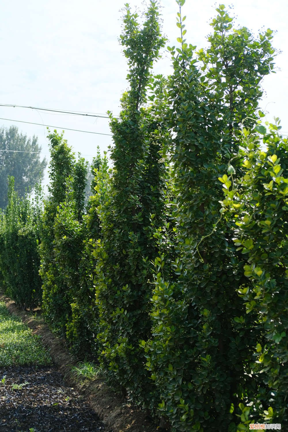 黄杨盆景的养护怎么浇水和光照 黄杨盆景怎么养，冬天怎么浇水