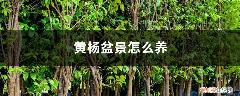 黄杨盆景的养护怎么浇水和光照 黄杨盆景怎么养，冬天怎么浇水