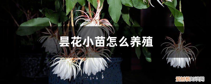 昙花刚种下要浇水吗 昙花小苗怎么养殖,快开花的时候能浇水吗