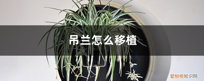 吊兰怎么换土移盆 吊兰怎么移植,换完土怎么养