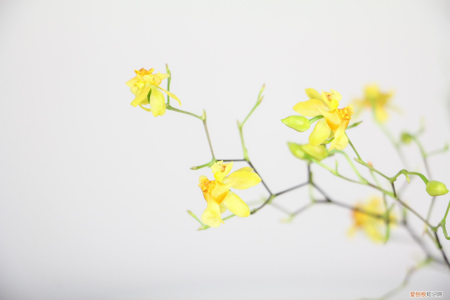 文心兰第二年还能开花吗 文心兰一年开几次花，花期过后怎么处理