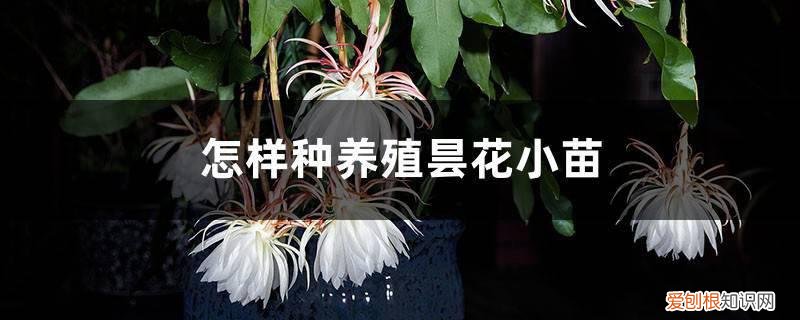 怎样种养殖昙花小苗,小苗种植多久可以施肥 怎样种养殖昙花小苗，小苗种植多久可以施肥